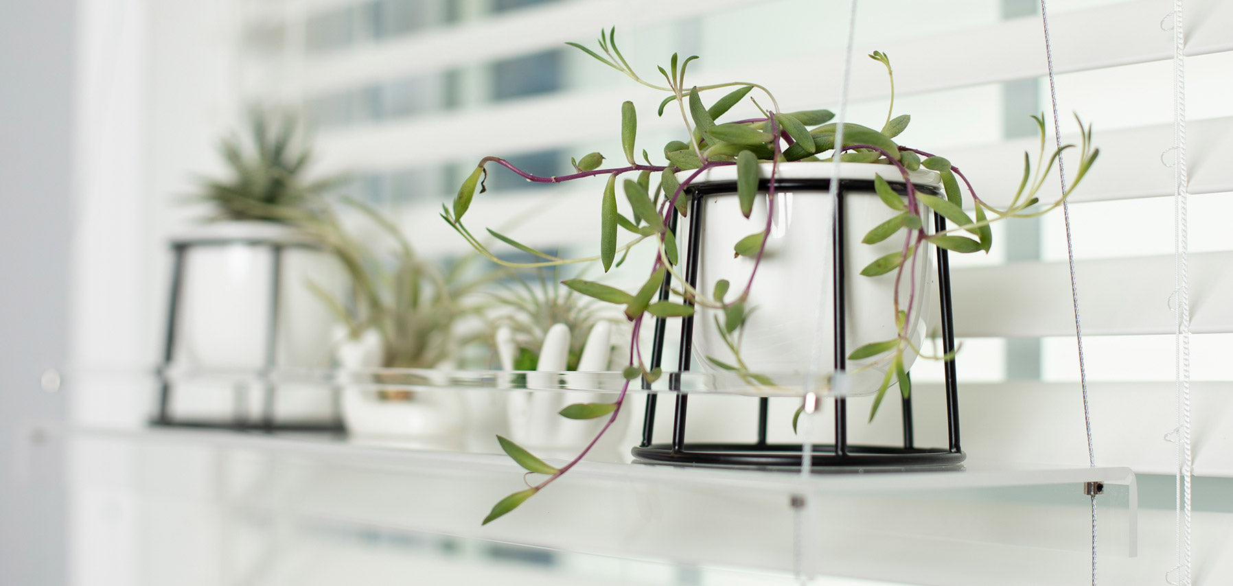 Window Plant Shelves