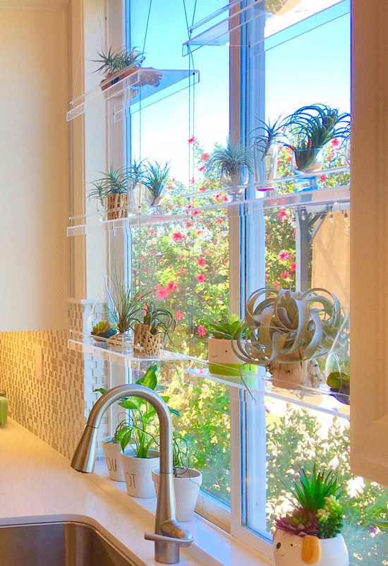 Beautiful Views clear acrylic window plant shelf sunny window filled with air plants